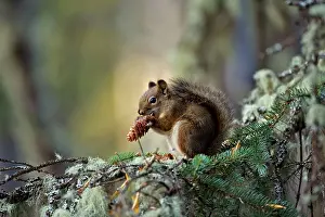 Tamiasciurus: Red Squirrel in tree, feeding on cone seeds