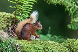 Moss: Red Squirrel - UK