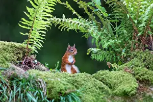 Creature: Red Squirrel - UK