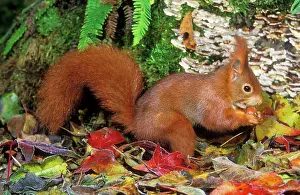 Red SQUIRREL - side view, eating nut