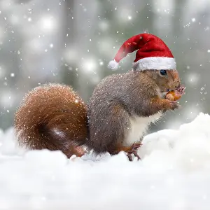 090819: Red Squirrel, wearing Christmas hat eating nut in snow, UK