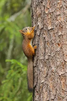 Finnland: Red Squirrel - young adult squirrel climbing up