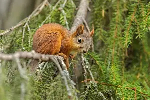 Finnland: Red Squirrel - young adult squirrel lying lazily