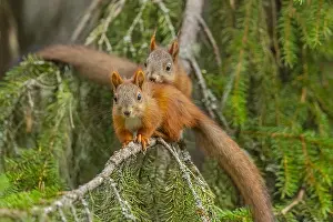 Finnland: Red Squirrel - two young adult squirrels climbing