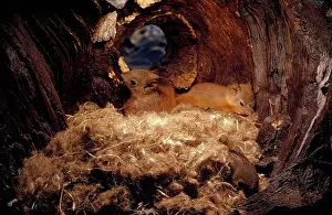 Monica Goth: Red Squirrel - young in nest