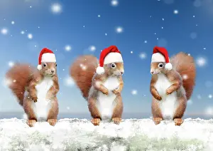 211121: Red Squirrels - 3 standing in snowy Christmas scene - wearin