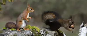 Walnuts: Red squirrels (Sciurus vulgaris) with walnuts, Regional