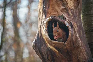 Cavities: Red squirrel(Sciurus vulgaris) in a tree trunk in