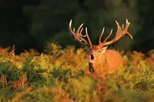 Noise: Red Stag - bellowing during rutting season
