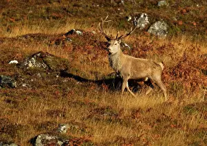 Moorlands: Red Stag - on mountainside in early morning light