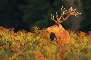 Sniff: Red Stag - sniffing air during the rut
