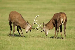 Practicing: Red Stags - practicing rutting during the rut season