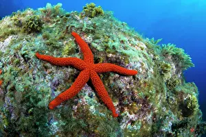 Spinulosida: Red starfish (Echinaster sepositus) on the bottom