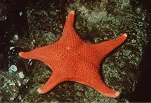 Echinoderms: Red STARFISH - on rock