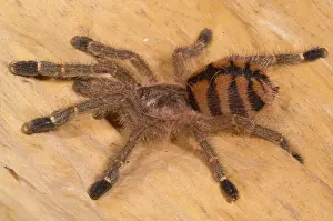 Venezuelan: Red Stripe Pink Toe Tarantula