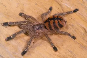 Venezuelan: Red Stripe Pink Toe Tarantula