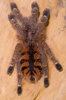Venezuelan: Red Stripe Pink Toe Tarantula