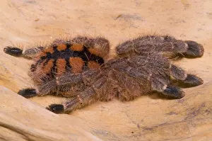 Venezuelan: Red Stripe Pink Toe Tarantula