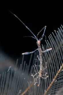 Hydroid: Red-stripe Skeleton Shrimp