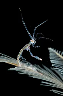 Hydroid: Red-stripe Skeleton Shrimp