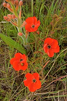 Sundew: Red Sundew