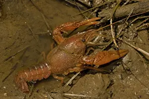 Cray: Red Swamp Crawfish (Crayfish)