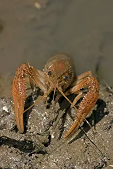 Cray: Red Swamp Crawfish (Crayfish)