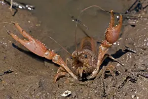 Pinchers: Red Swamp Crawfish (Crayfish)