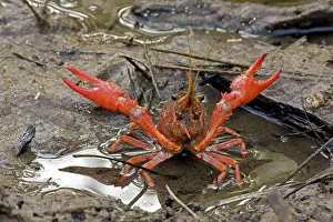 Pinchers: Red Swamp Crawfish (Crayfish)