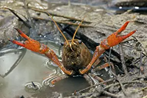 Pinchers: Red Swamp Crawfish (Crayfish) - defensive display