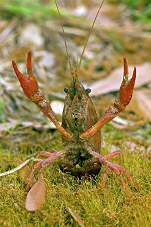 Pinchers: Red Swamp Crawfish (Crayfish) - defensive display