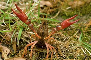 Pinchers: Red Swamp Crawfish (Crayfish) - defensive display