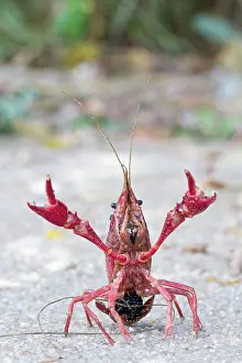 Crayfishes: Red Swamp Crayfish