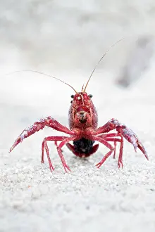 Crayfishes: Red Swamp Crayfish