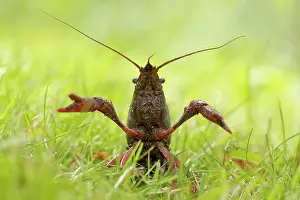 Anger: Red Swamp Crayfish