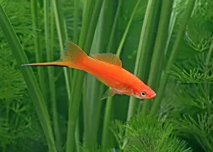 Sword: Red swordtail - male side view