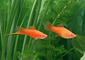 Sword: Red swordtail - pair side view