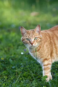 Lawns: Red tabby cat in grass Alsace France