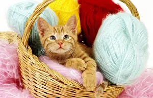 Punnet: Red Tabby Domestic Cat, Kitten laying in Basket