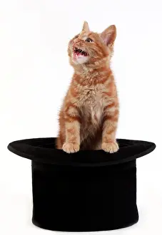 Sadness: Red Tabby Domestic Cat, Kitten playing in Hat against