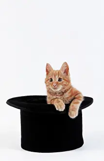 Dessert: Red Tabby Domestic Cat, Kitten playing in Hat against