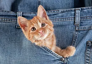 Pocket: Red Tabby Domestic Cat, Kitten playing in Jeans Pocket