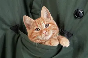 Pocket: Red Tabby Domestic Cat, Kitten playing in Pocket