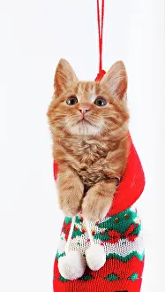 Celebrate: Red Tabby Domestic Cat, Kitten standing in Christmas Sock