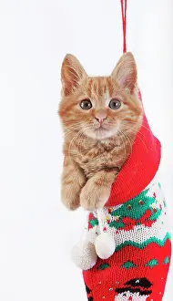 Celebrate: Red Tabby Domestic Cat, Kitten standing in Christmas Sock