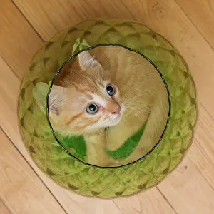Vase: Red tabby kitten in a glass