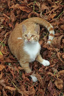 Degraded: Red tabby kitten lying in dead leaves - France