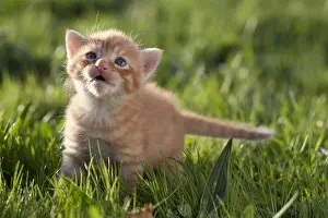 Shouting: Red tabby kitten mewing in the grass France