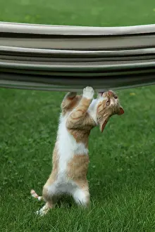 Materials: Red tabby kitten playing with a hammock - France