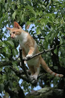 Boughts: Red tabby kitten in a tree - France